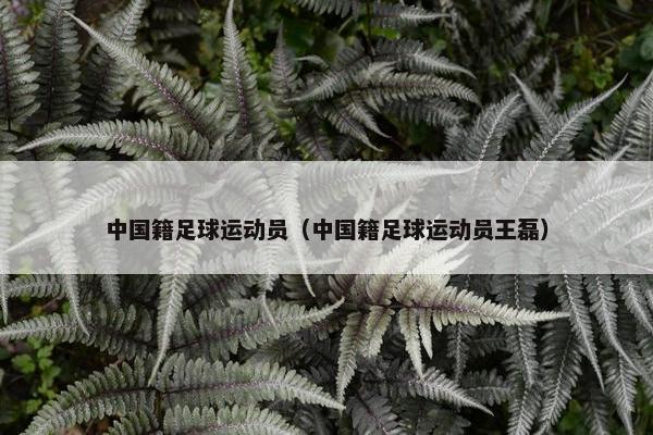中国籍足球运动员（中国籍足球运动员王磊）