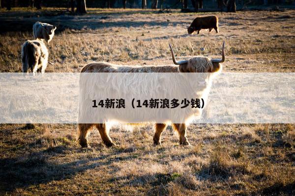 14新浪（14新浪多少钱）