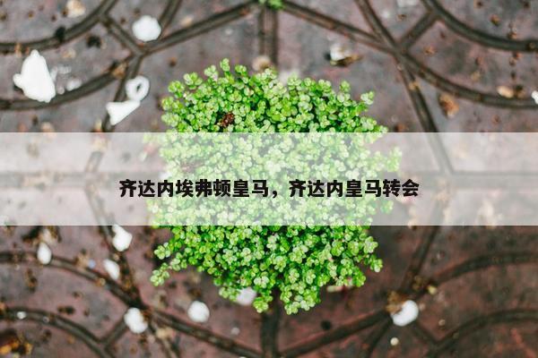 齐达内埃弗顿皇马，齐达内皇马转会