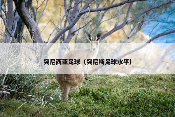 突尼西亚足球（突尼斯足球水平）