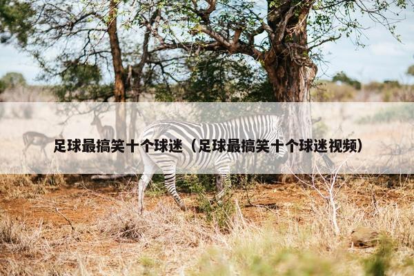 足球最搞笑十个球迷（足球最搞笑十个球迷视频）