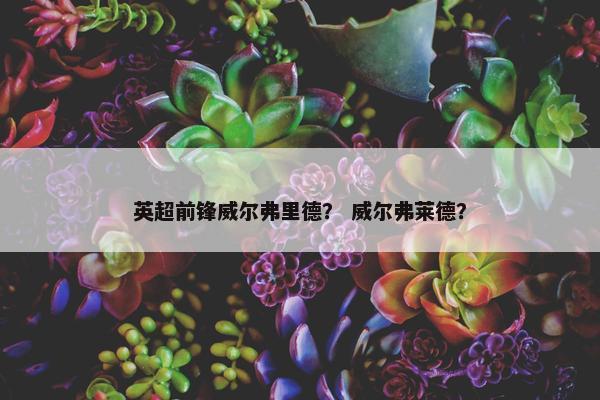 英超前锋威尔弗里德？ 威尔弗莱德？