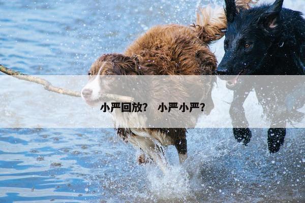 小严回放？ 小严小严？