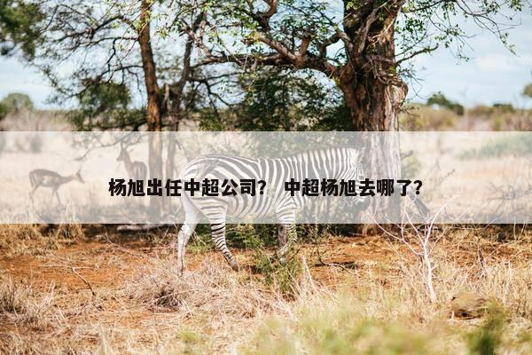 杨旭出任中超公司？ 中超杨旭去哪了？