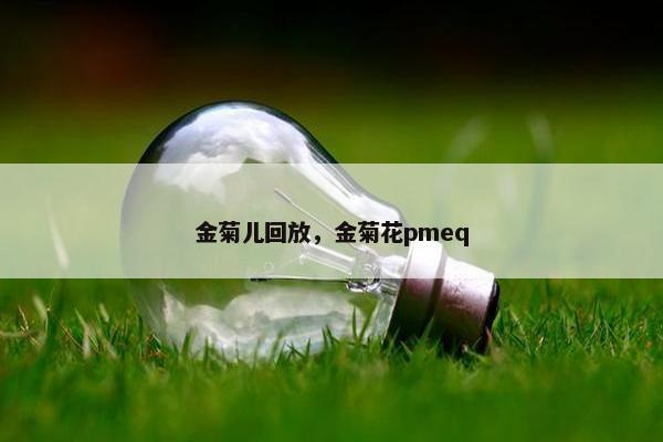 金菊儿回放，金菊花pmeq