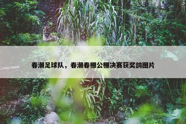 春潮足球队，春潮春棚公棚决赛获奖鸽图片