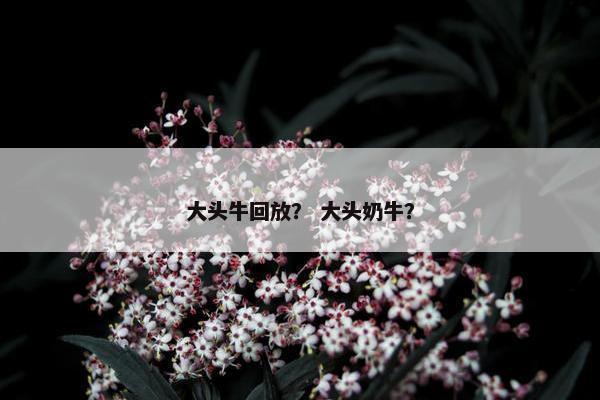 大头牛回放？ 大头奶牛？